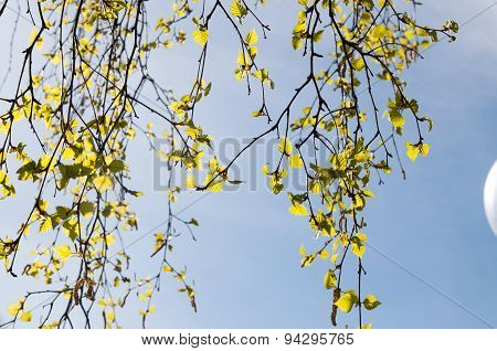 birch