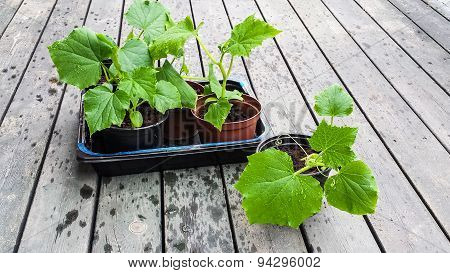 cucember plant