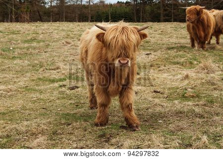 Bull In A Field In Denmark