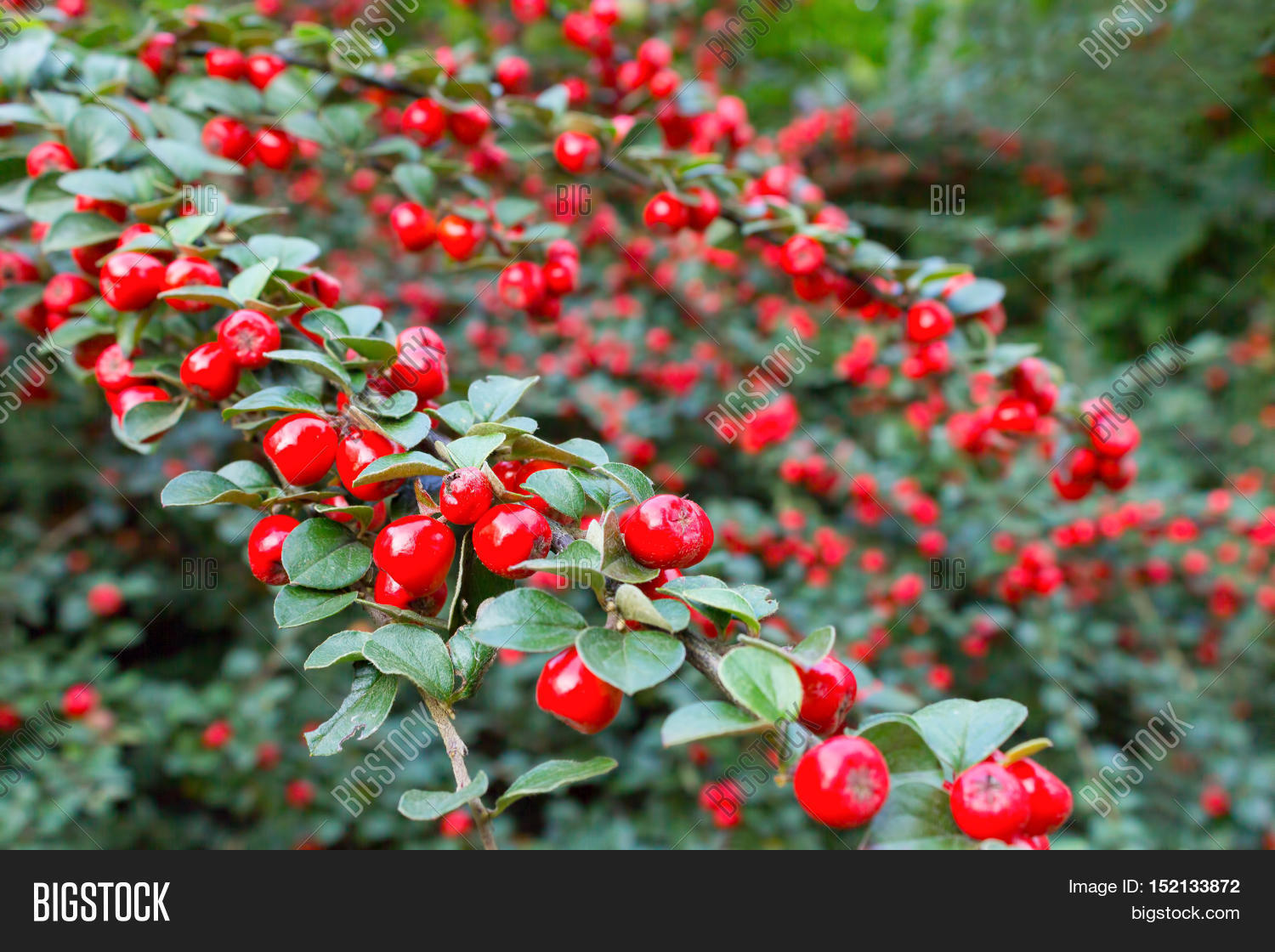 Кизильник корал бьюти. Кизильник едят ли ягоды. Кизильник тюлиной. Кизильник cotoneaster lucidus. Кизильник самшитолистный.