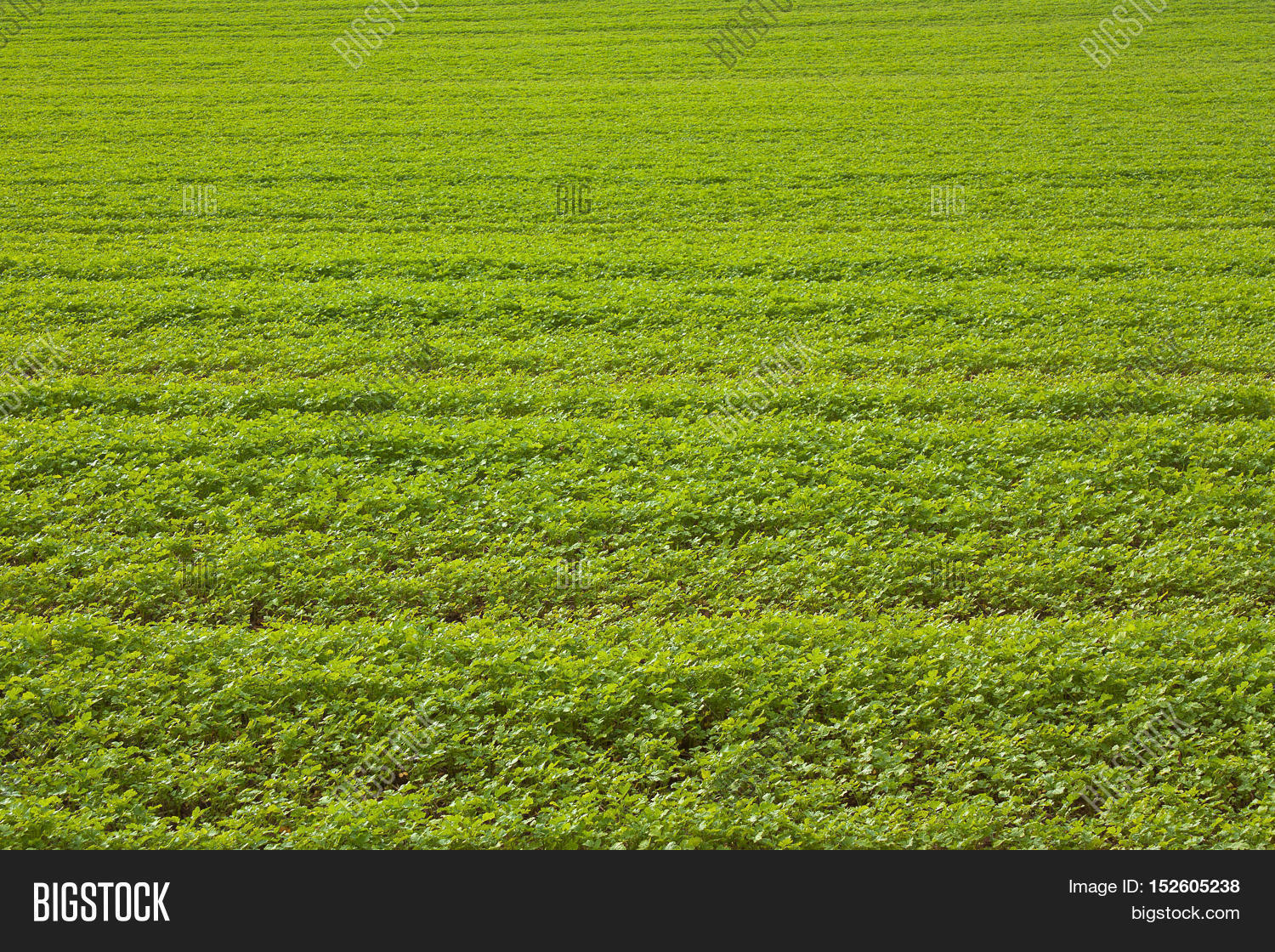 Дверь в открытом поле. Фото мини футбольного поля. Дверь в поле. Как закрыть свое поле. Земля с травой.