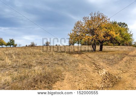 Amazing Autumn Landscape with yellow tree of Cherna Gora mountain, Pernik Region, Bulgaria