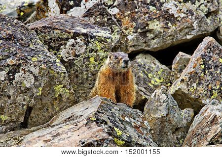 Yellow-bellied marmot stands on rocks at Sheepeaters Cliff in famous Yellowstone National Park. Wildlife viewing is a favorite recreational activity for visitors.