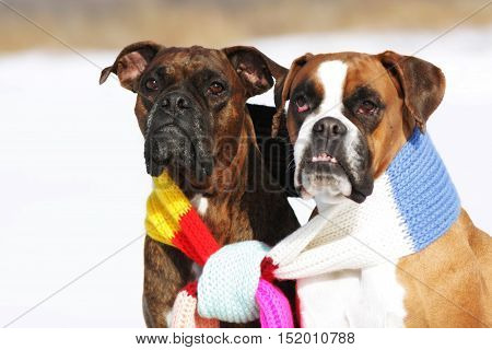 two dogs of breed boxer sitting in the winter on snow associated with one scarf in bright stripes. The concept of romance and love.
