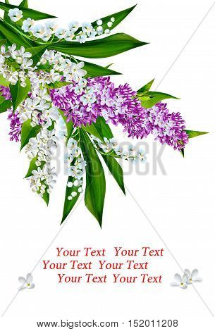 Branch of spring flowers lilac isolated on white background