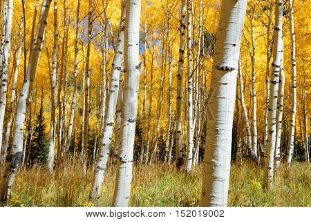 Abstract of golden aspen tree in Aspen - snowmass wilderness area Colorado