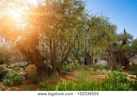 Garden Of Gethsemane Olive Orchard.