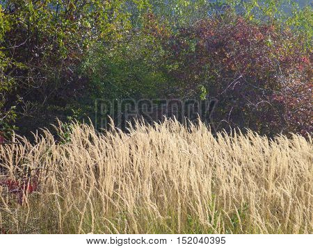Dry Meadow With Deep Hrass And Green Treess