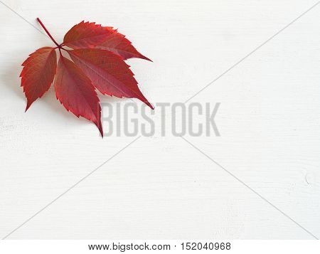 Red grape leaf on the left top corner of white wooden background. Copy space for your text.