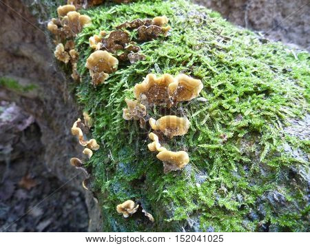 Fungi And Moss On A Rotten Wood