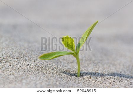 Plant sprouting in the desert Sahara. Seedling sand background