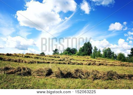 Journey to the north of Russia. Haymaking. Sunny summer day. Country field. Toned photo. Kenozersky National Park (UNESCO Biosphere Reserve).