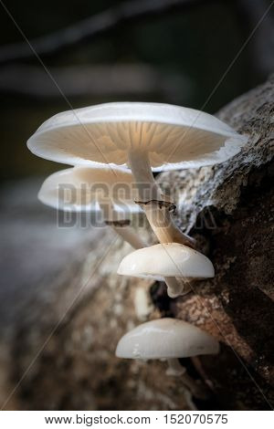 Porcelain fungus, otherwise known as beech tuft or poached egg fungus, growing from the rotting trunk of a fallen beech tree. New Forest National Park, Hampshire, UK