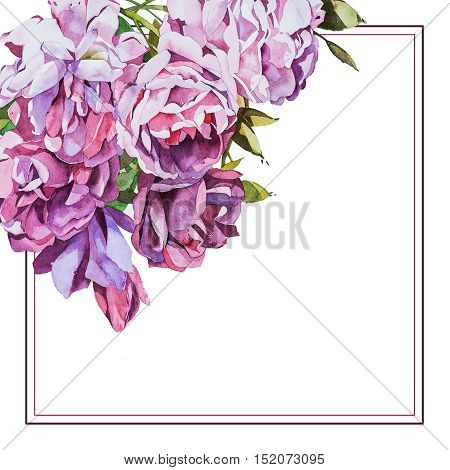 Watercolor flowers Roses isoleted on white background.