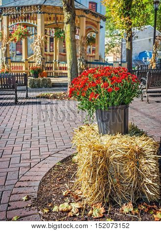 Red mum on display in the Jim Thorpe town square during Fall in Pennsylvania.