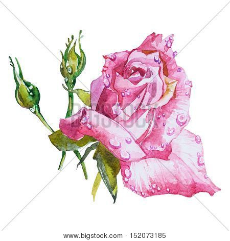 Watercolor flowers Roses isoleted on white background.