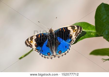 Blue Pansy Butterfly