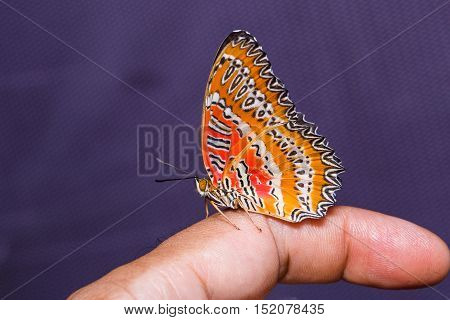 Red Lacewing Butterfly
