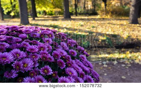 Chrysanthemum against a backdrop of autumn Park