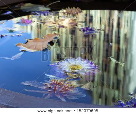 Autumn flowers in the water on the background of the building reflection