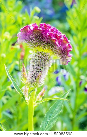 Celosia silver or Petosi scallop (lat. Celosia argentea). Annual herb a species of Celosia (Celosia) of the Amaranth family (Amaranthaceae)