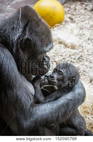 Young Western lowland gorilla- mother with cub. Animal scene. Beauty in nature.