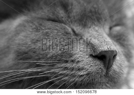 Gray Kitten Sleeping Sweetly - Close Up Muzzle, Black And White