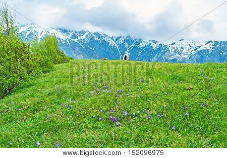 The meadow in Georgian highland is covered with juicy grass and bright lilac primrose crocuses Kazbegi National Park Gergeti Georgia.