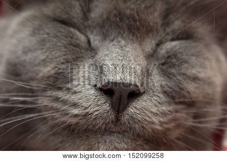 Gray Kitten Sleeping Sweetly On Back, Stretched Out Paw