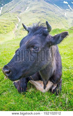 The black cow on the meadow at the foot of Kazbek Mount Kazbegi National Park Georgia.