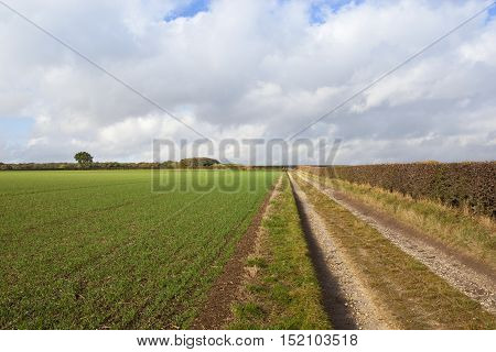 a straight limestone bridleway with a hawthorn hedgerow beside a newly sown wheat crop under a blue cloudy sky in autumn