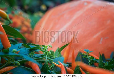Pumpkin close-up. Orange pumpkin side view. Gourd fragment close up. Squash background. Sinderella pumpkin