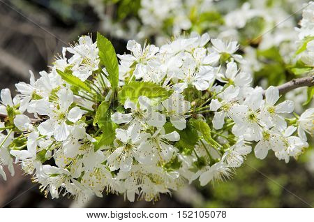 Many small flowers in the inflorescence of cherries .