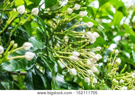 flower buds of Gerdenia Cape Jasmine in garden