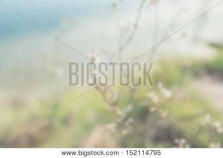 Blur summer vintage beautiful flowers on sunrise