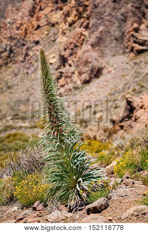 flower Echium wildpretii also know as tower of jewels red bugloss Tenerife bugloss or Mount Teide bugloss