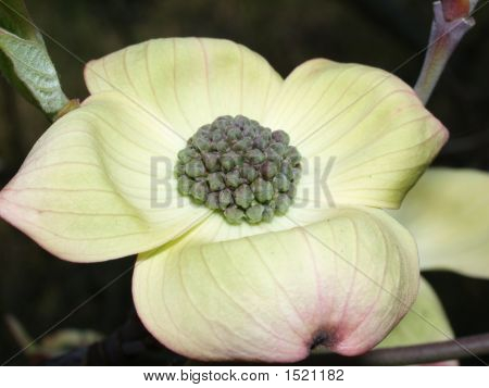 CRONUS Blossom