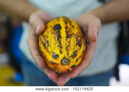 Raw cocoa pods in mans hand. Fresh cacao at plantation