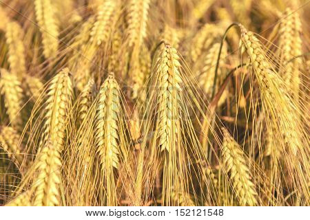 Ripe Ears Of Barley Closeup Cornfield Background