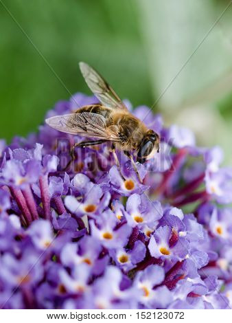 British Hoverfly feeding on a Buddleia flower. There are over 270 species in the UK many are beneficial to gardeners as the larvae feed on pests such as aphids. They are true flies with two wings resembling bees or wasps which have four.