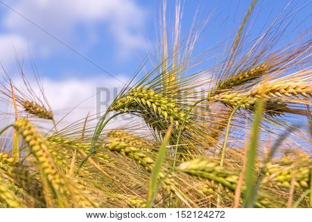 Green Ears Of Barley Closeup Cornfield Background