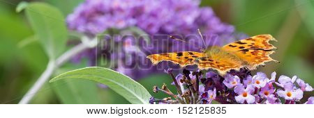 Comma butterfly feeding on a Buddleia flower in a Welsh garden. The Comma is relatively common in England and Wales it's habitat now extending Northwards into Scotland probably due to global warming. It is unmistakable with it's beautiful orange colours. 