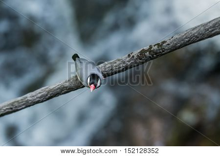 Java Sparrow, Ricebird