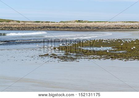 Beach And Water Birds In Brittany