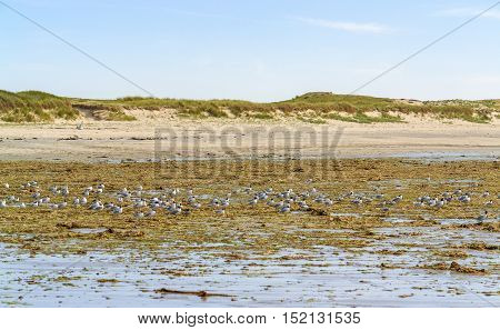 Beach And Water Birds In Brittany