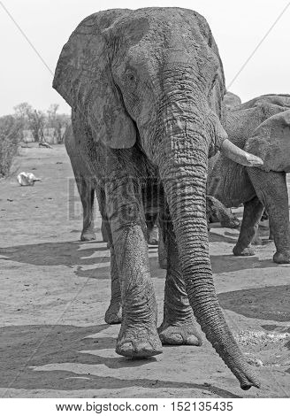 Isolated large bull elephant taken from below