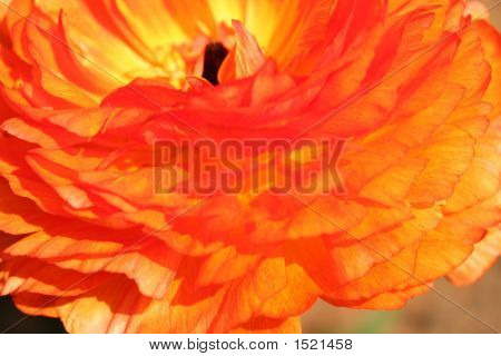 Fiery Flower