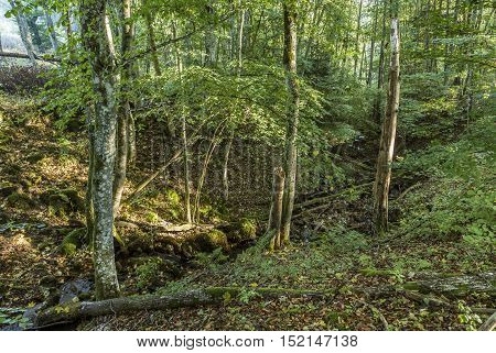 Sunrise In The Wilderness Of A Valley In The Forest