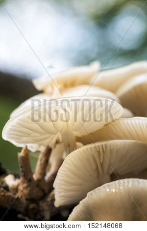 Porcelain fungus, otherwise known as beech tuft or poached egg fungus, growing from the rotting trunk of a fallen beech tree. New Forest National Park, Hampshire, UK