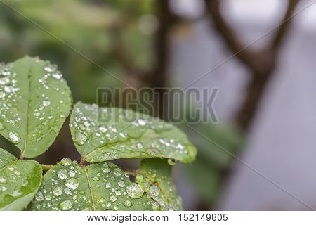 Raindrops are dancing on the rose leaves.